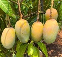 કેસર કેરી ( બામણાસા ગીરની જ )